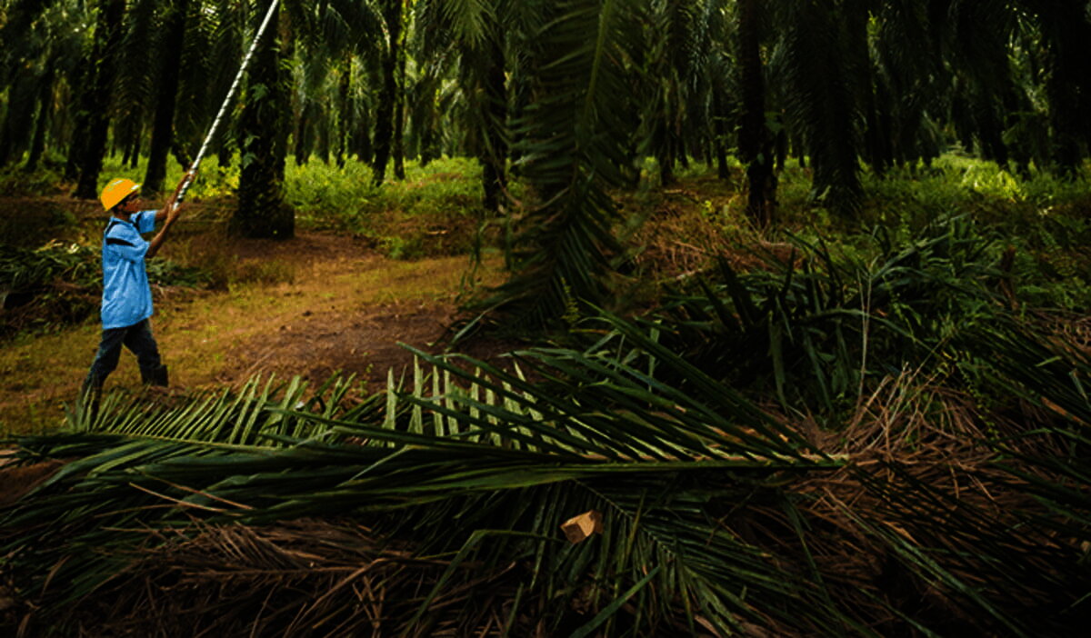 push4_centerpage_palmoil_lepalmierahuilelevierdedeveloppementeconomiqueetsocial