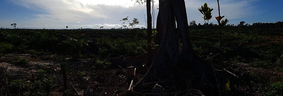 ladeforestationcausemajeuredurechauffementclimatique1