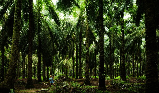 push1_centerpage_palmoil_unehuiledurablementancreeausud