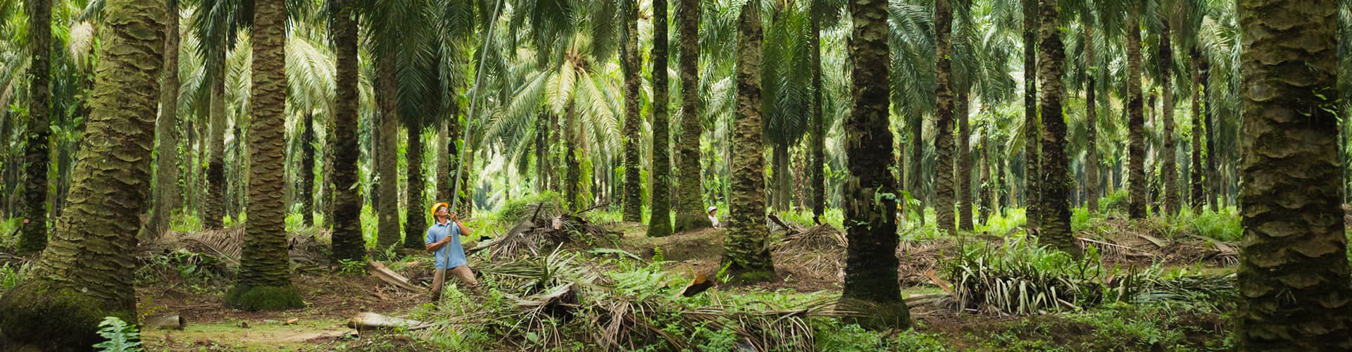 header_push1_contentpage_palmoil_unehuiledurablementancreeausud